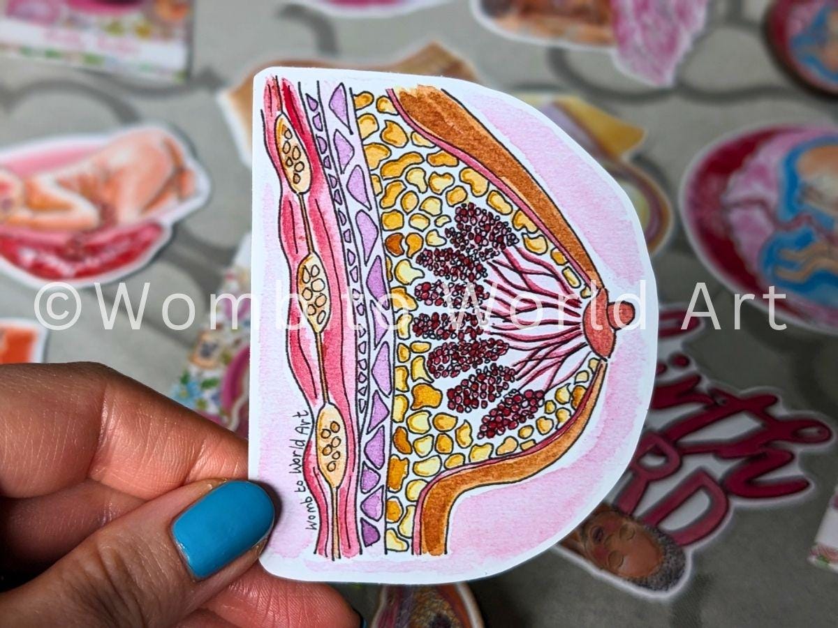 Breast Anatomy Sticker 8cm
