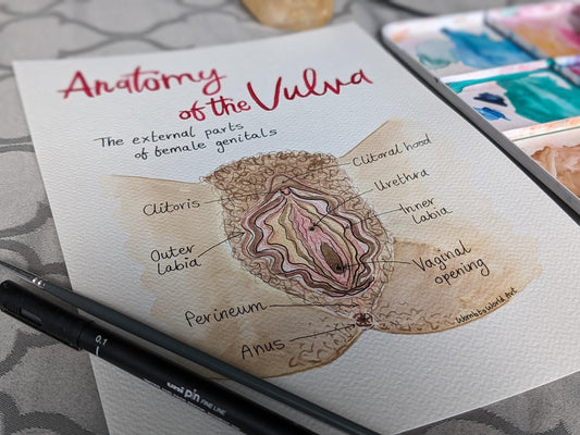 Vulva Anatomy Diagram PDF | Labour Birth Education Class Activity | Doula Downloads | Midwife | Birthworker | Antenatal | Women's Health