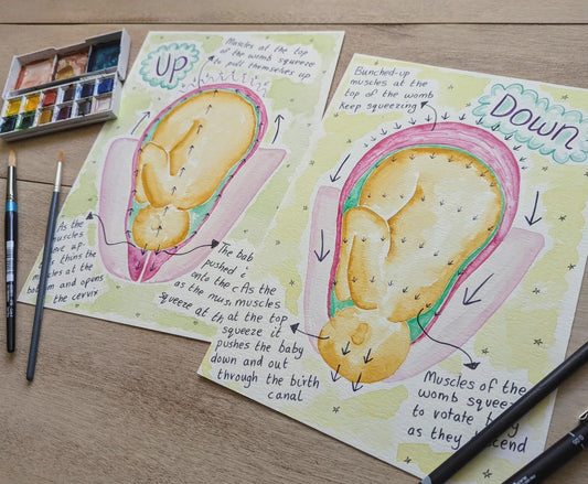 Hypnobirthing Labour Stages Diagrams, Watercolour Womb Illustrations for Doulas to Print (PDF Download)