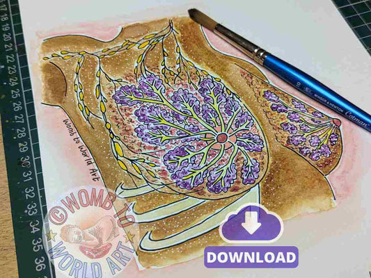 Breast Anatomy Illustrations PDF Download | IBCLC Antenatal Education Breastfeeding Teaching Diagrams Lactation Consultant
