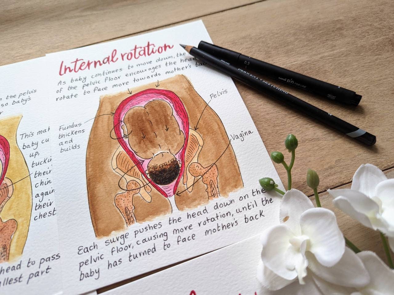 Cardinal Movements of Labour Illustrations: Doula Birth Teaching Tools (PDF Digital Download)