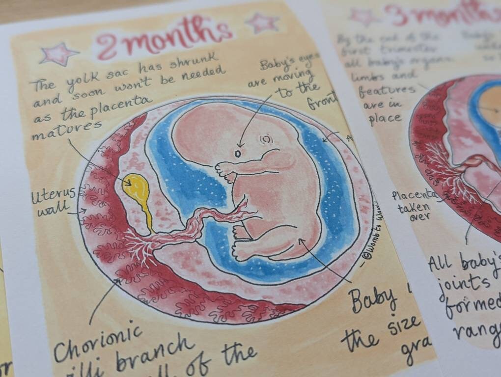 10 Months Pregnancy Illustrations Printouts: Fetal Development Stages Diagrams for Doulas (PDF Download)