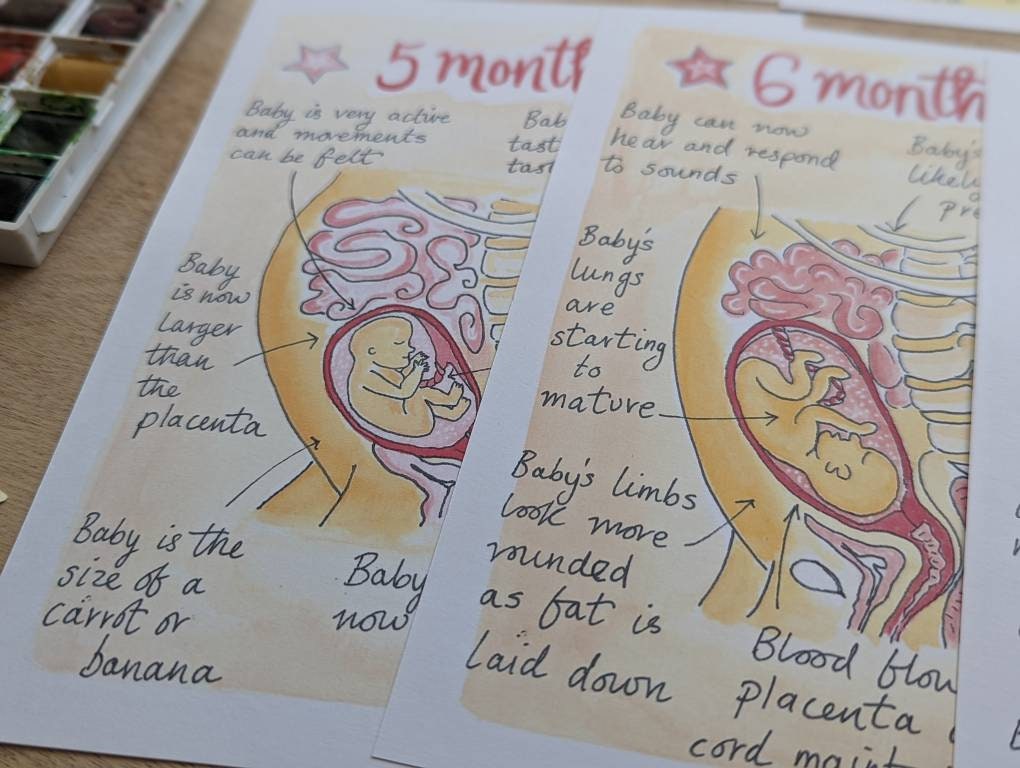 10 Months Pregnancy Illustrations Printouts: Fetal Development Stages Diagrams for Doulas (PDF Download)