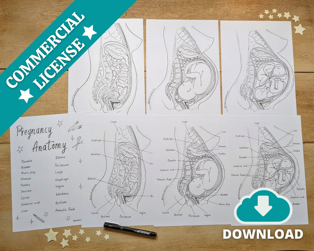 Pregnancy Anatomy Colouring Poster and Labelling Activity for Antenatal Classes (Digital PDF Download)