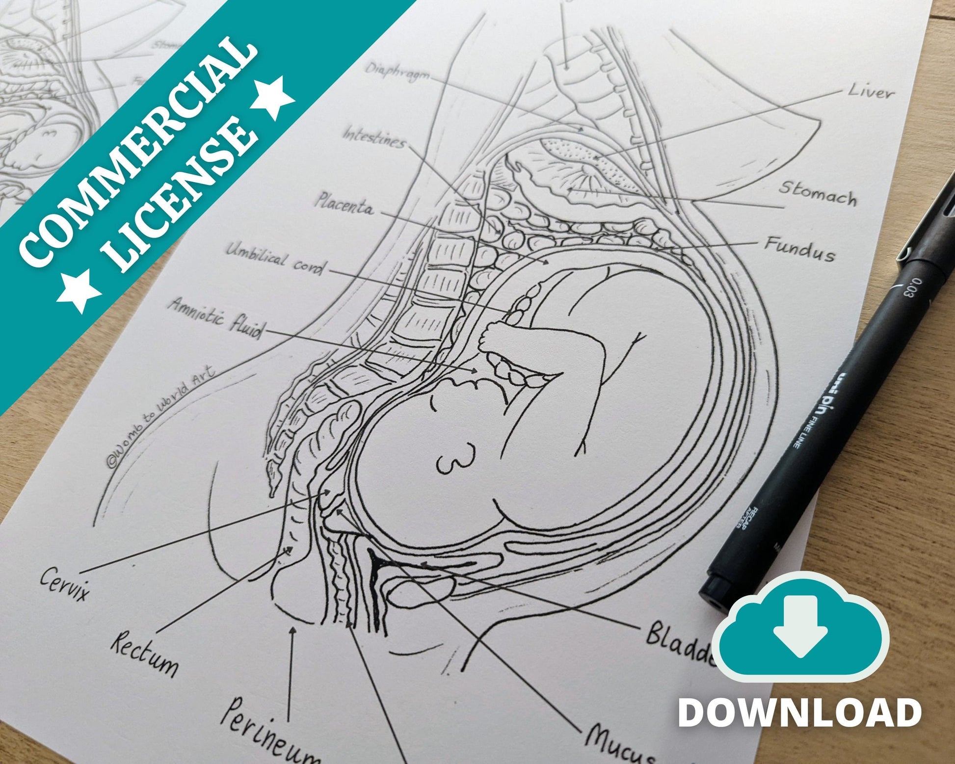 Pregnancy Anatomy Colouring Poster and Labelling Activity for Antenatal Classes (Digital PDF Download)