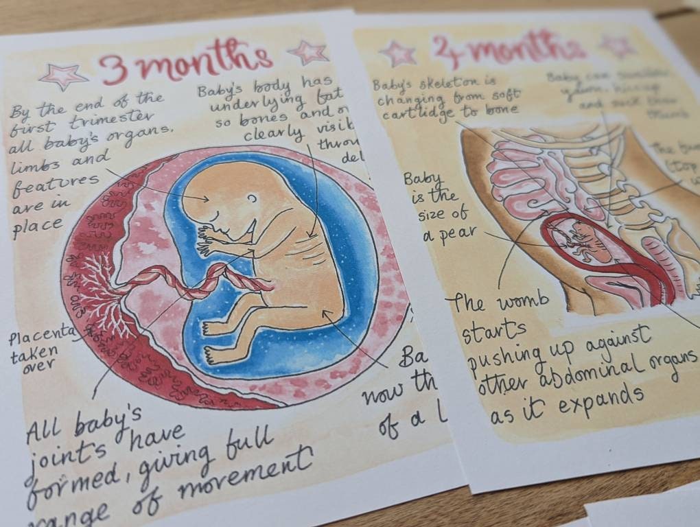 10 Months Pregnancy Illustrations Printouts: Fetal Development Stages Diagrams for Doulas (PDF Download)