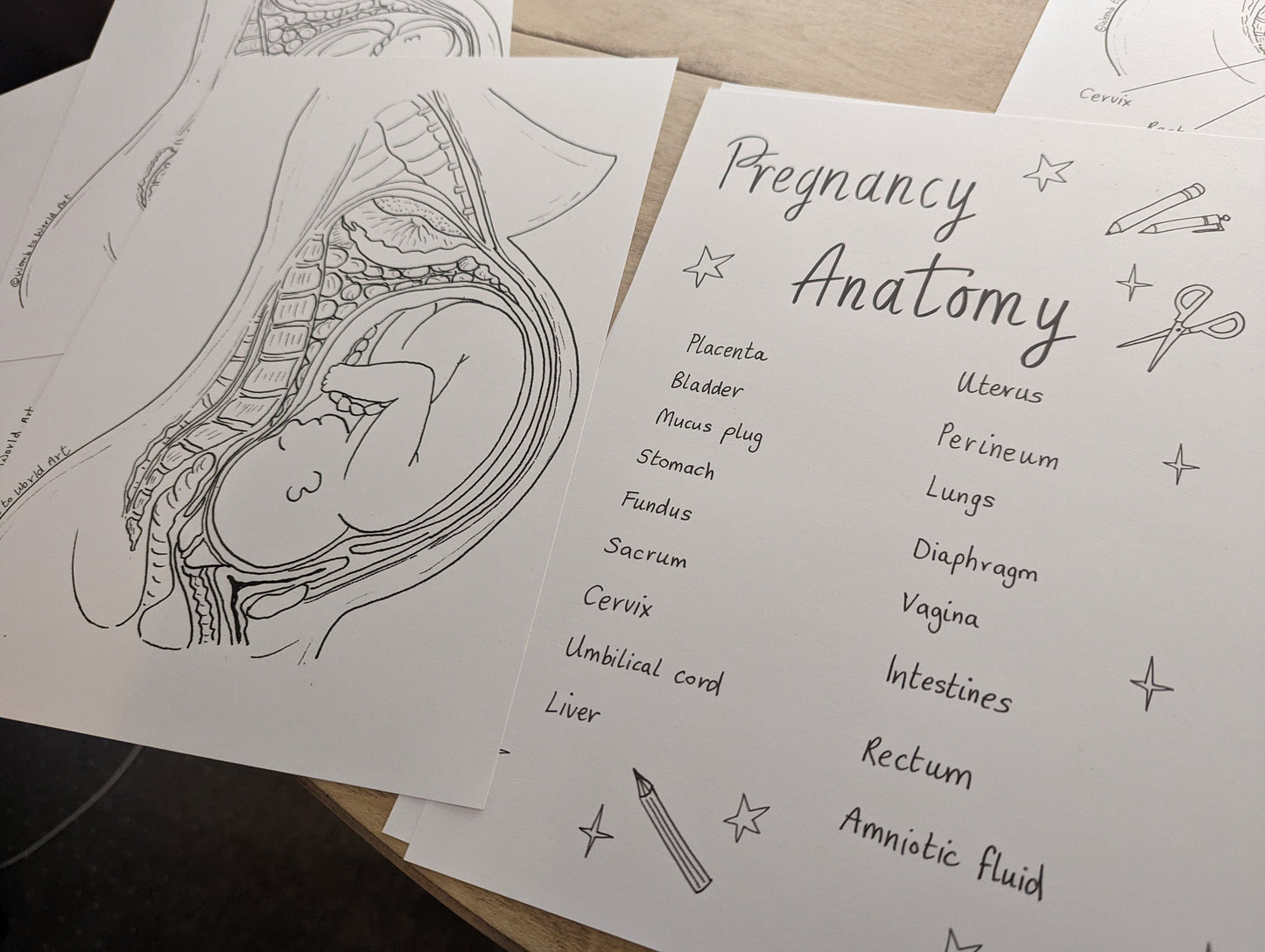 Pregnancy Anatomy Colouring Poster and Labelling Activity for Antenatal Classes (Digital PDF Download)