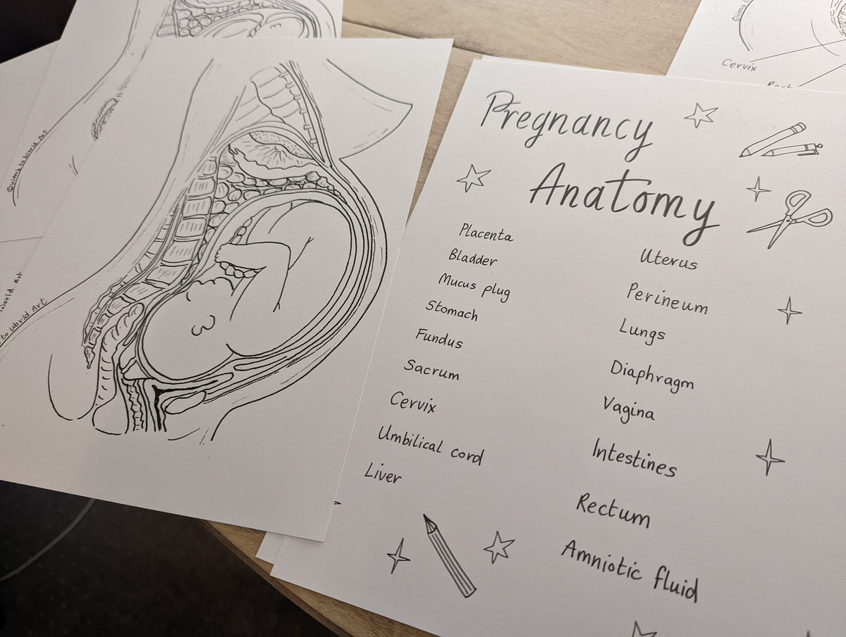 Pregnancy Anatomy Colouring Poster and Labelling Activity for Antenatal Classes (Digital PDF Download)