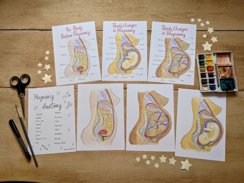 Pregnancy Anatomy Antenatal Class Activity Diagrams for Doulas (PDF Download)