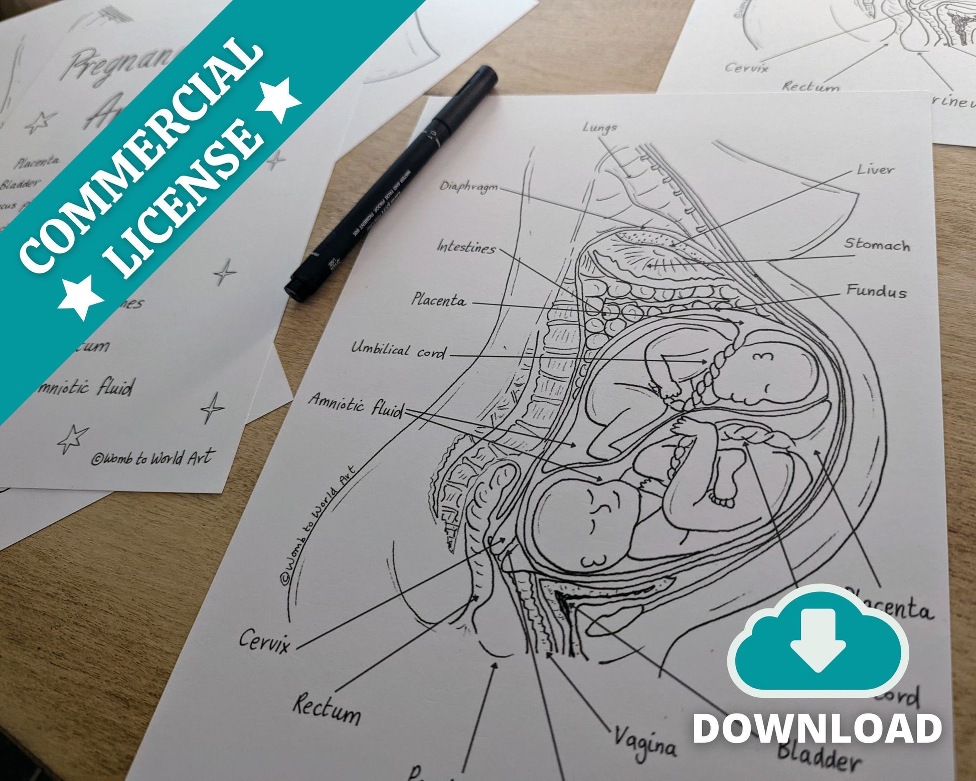 Pregnancy Anatomy Colouring Poster and Labelling Activity for Antenatal Classes (Digital PDF Download)