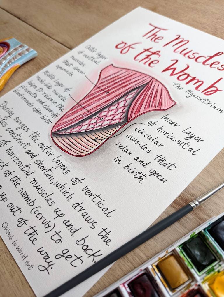 Muscles of the Womb Diagram: Hypnobirthing Education Handouts to Download for Doulas (PDF)