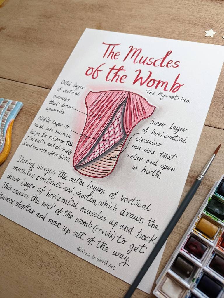 Muscles of the Womb Diagram: Hypnobirthing Education Handouts to Download for Doulas (PDF)