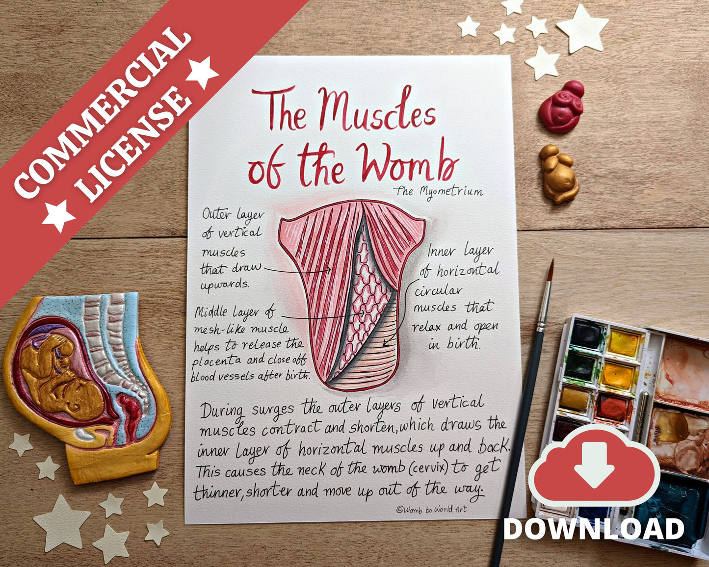 Muscles of the Womb Diagram: Hypnobirthing Education Handouts to Download for Doulas (PDF)