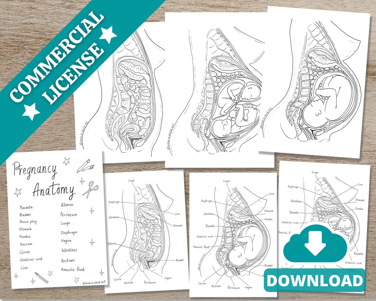 Pregnancy Anatomy Colouring Poster and Labelling Activity for Antenatal Classes (Digital PDF Download)