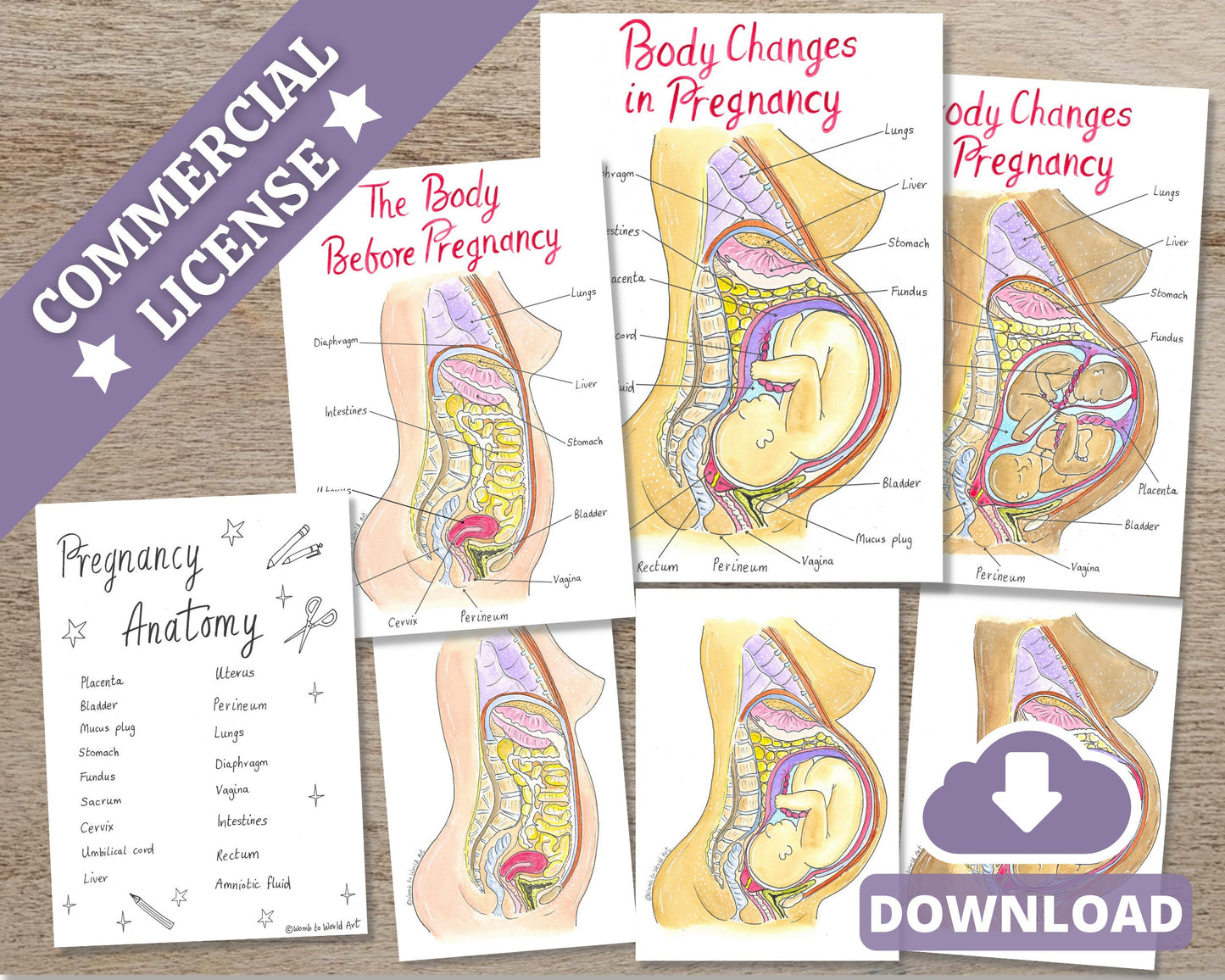 Pregnancy Anatomy Antenatal Class Activity Diagrams for Doulas (PDF Download)