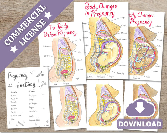 Pregnancy Anatomy Antenatal Class Activity Diagrams for Doulas (PDF Download)