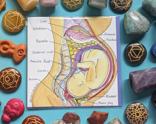 Pregnancy Anatomy Midwife Card