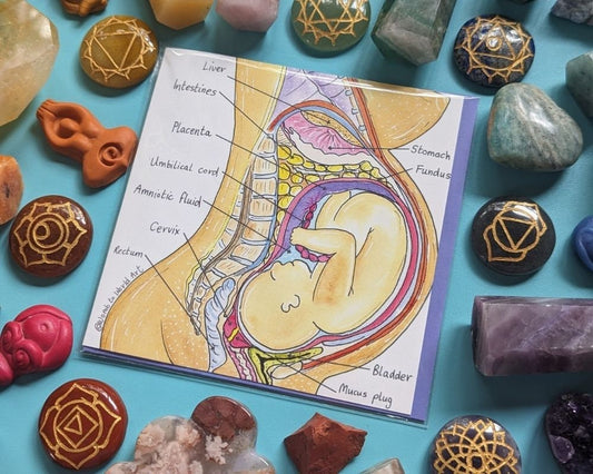 Pregnancy Anatomy Midwife Card
