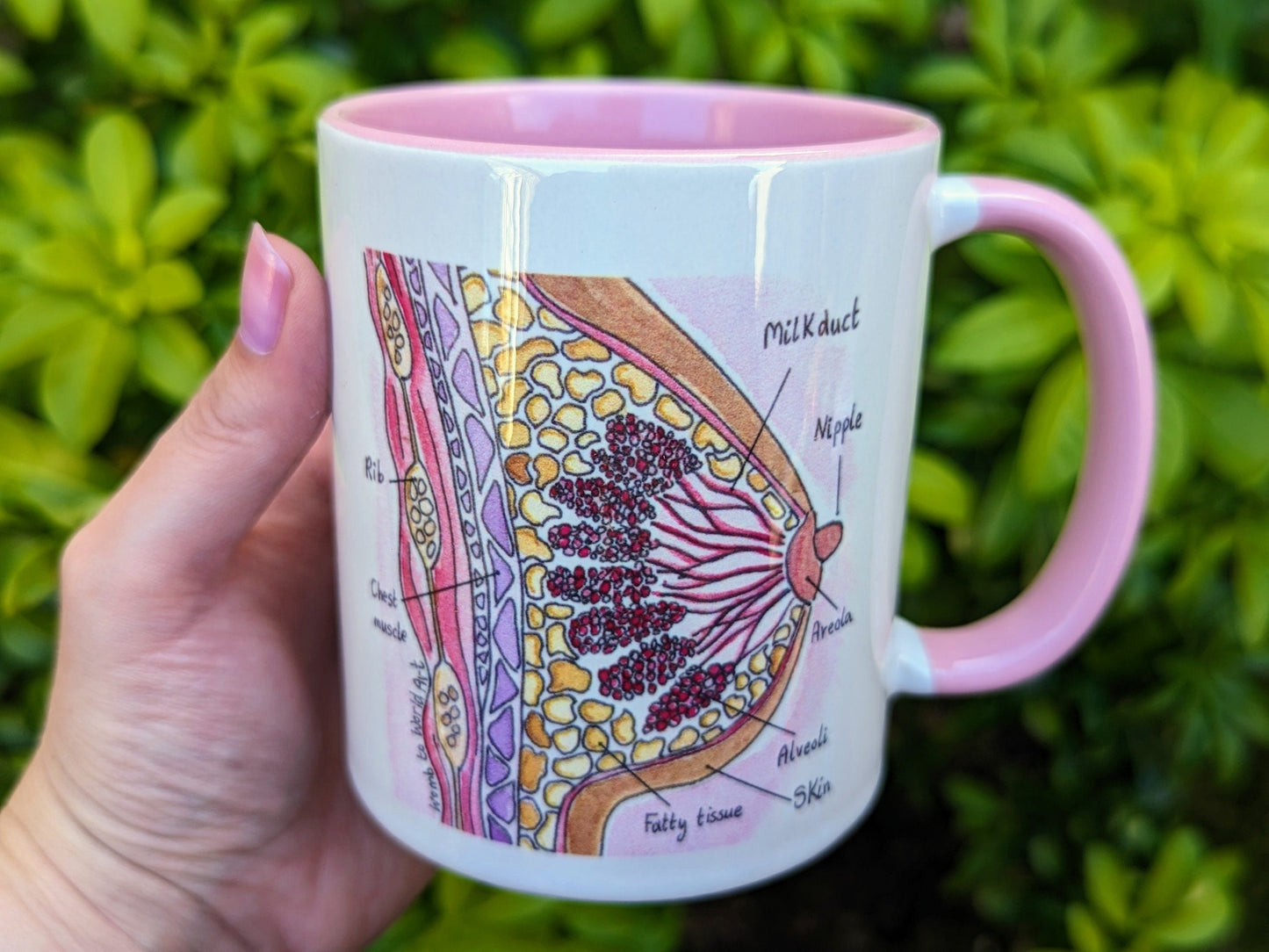 Breast Anatomy Mug | Postpartum Doula Gift | Boob Mug | Midwife | Boobs | Birthworker | IBCLC Lactation Consultant Gift