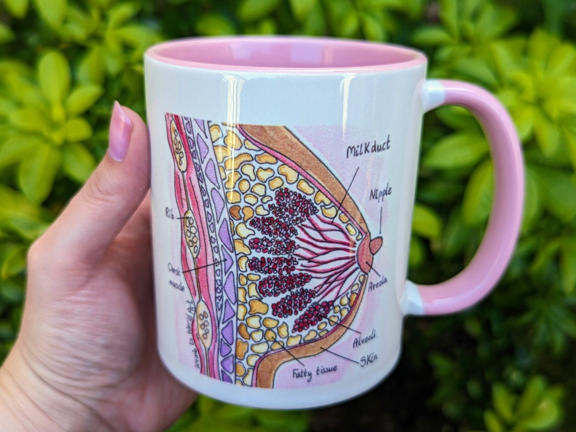 Breast Anatomy Mug | Postpartum Doula Gift | Boob Mug | Midwife | Boobs | Birthworker | IBCLC Lactation Consultant Gift