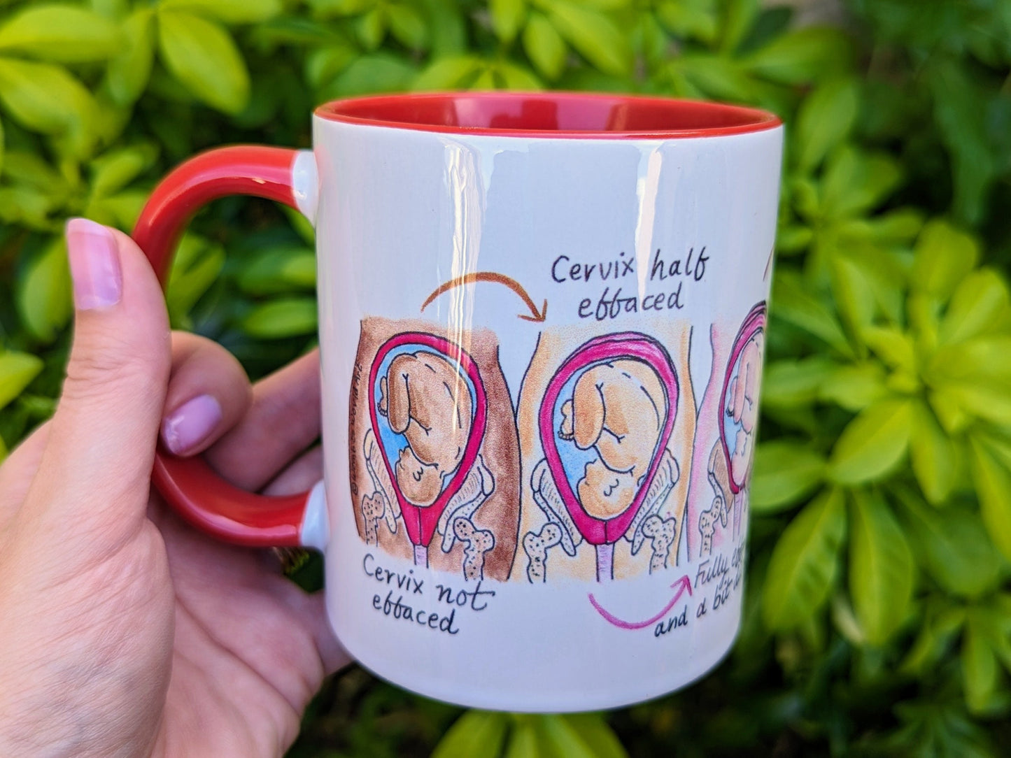 Soften and Open Cervical Dilation Mug | Birth Education | Doula Gift | Student Midwife | Pregnancy Mug | Birthworker