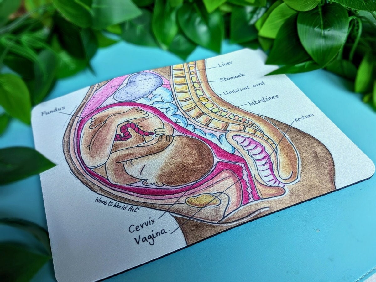 Pregnancy anatomy watercolour diagram mouse mat