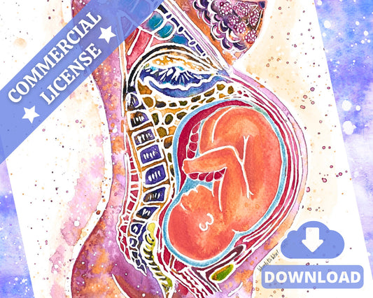 Pregnancy Anatomy Watercolour Art Print: Birth Education (PDF Download)