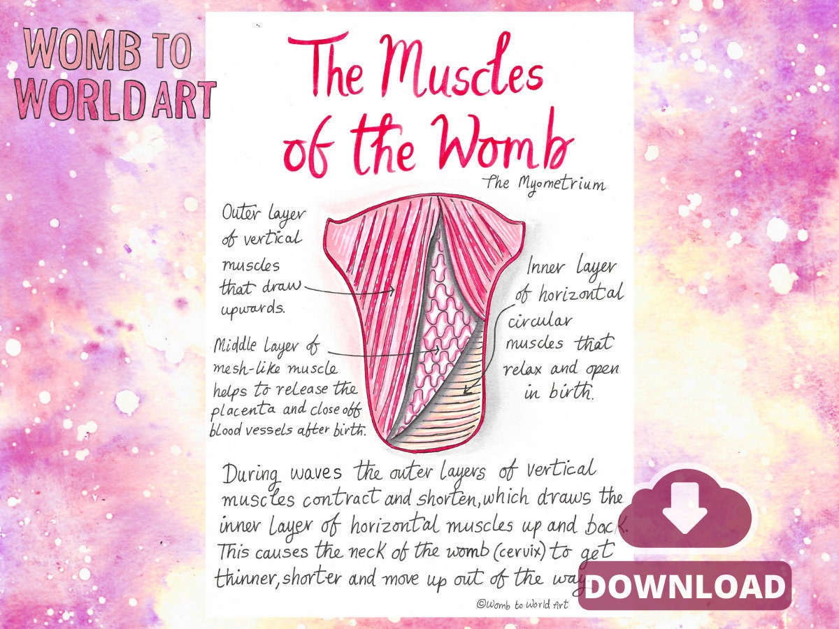 Muscles of the Womb Diagram: Hypnobirthing Education Handouts to Download for Doulas (PDF)
