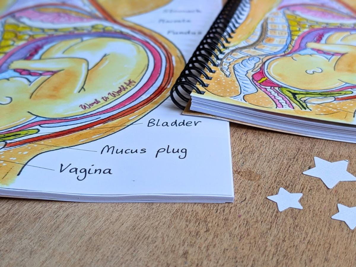 Pregnancy Anatomy Student Midwife Notebook