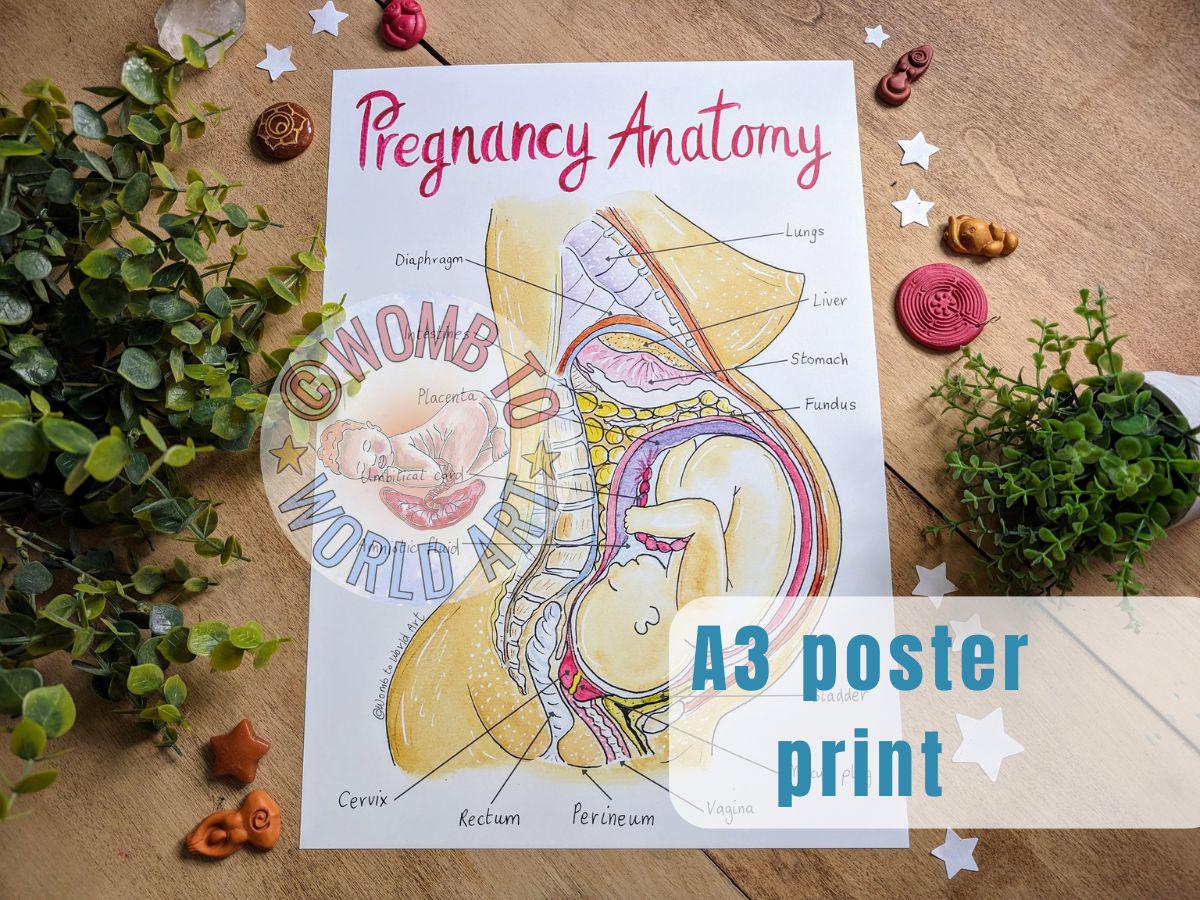 Pregnancy Anatomy A3 Poster Teaching Tool