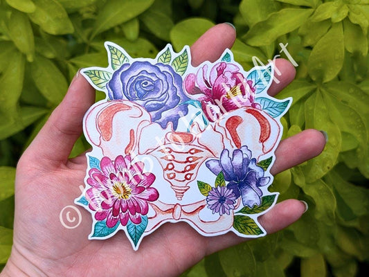 Pelvis Anatomy Art Sticker 10cm Vinyl | Chiropractor Gift | Midwife Thank You | Womb Healing | Women's Health | Pelvic Anatomy Doula Art