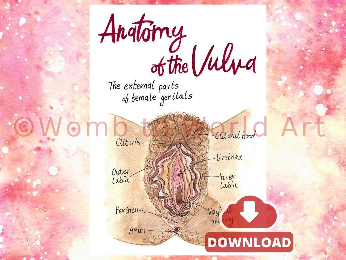Vulva Anatomy Diagram PDF | Labour Birth Education Class Activity | Doula Downloads | Midwife | Birthworker | Antenatal | Women's Health