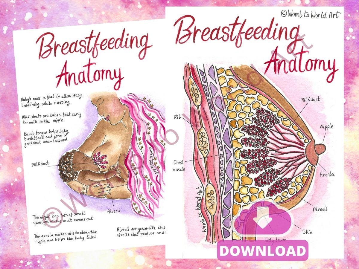 Breastfeeding Diagram Handout | Breast Anatomy Illustrations PDF Download | IBCLC Lactation for Postpartum | Peer Supporter