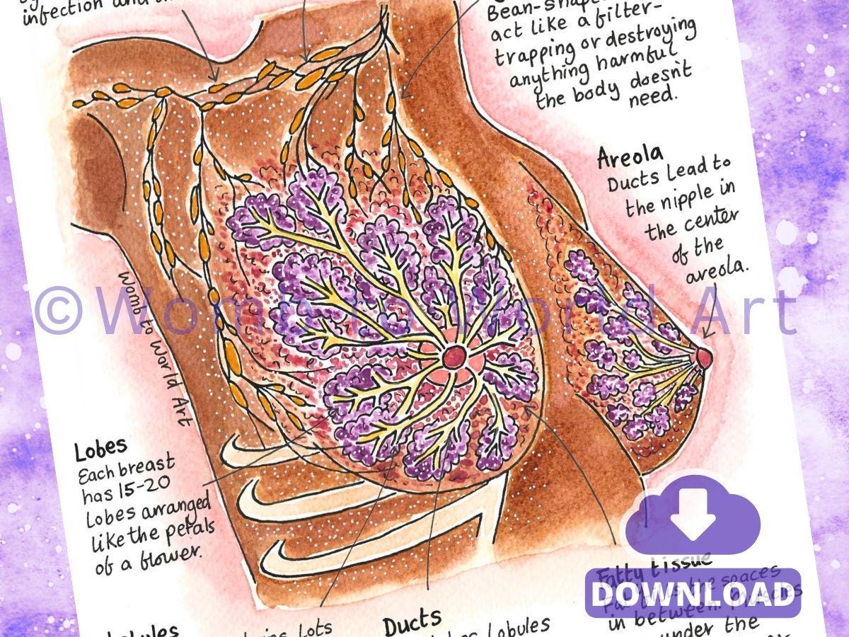 Breast Anatomy Illustrations PDF Download | IBCLC Antenatal Education Breastfeeding Teaching Diagrams Lactation Consultant