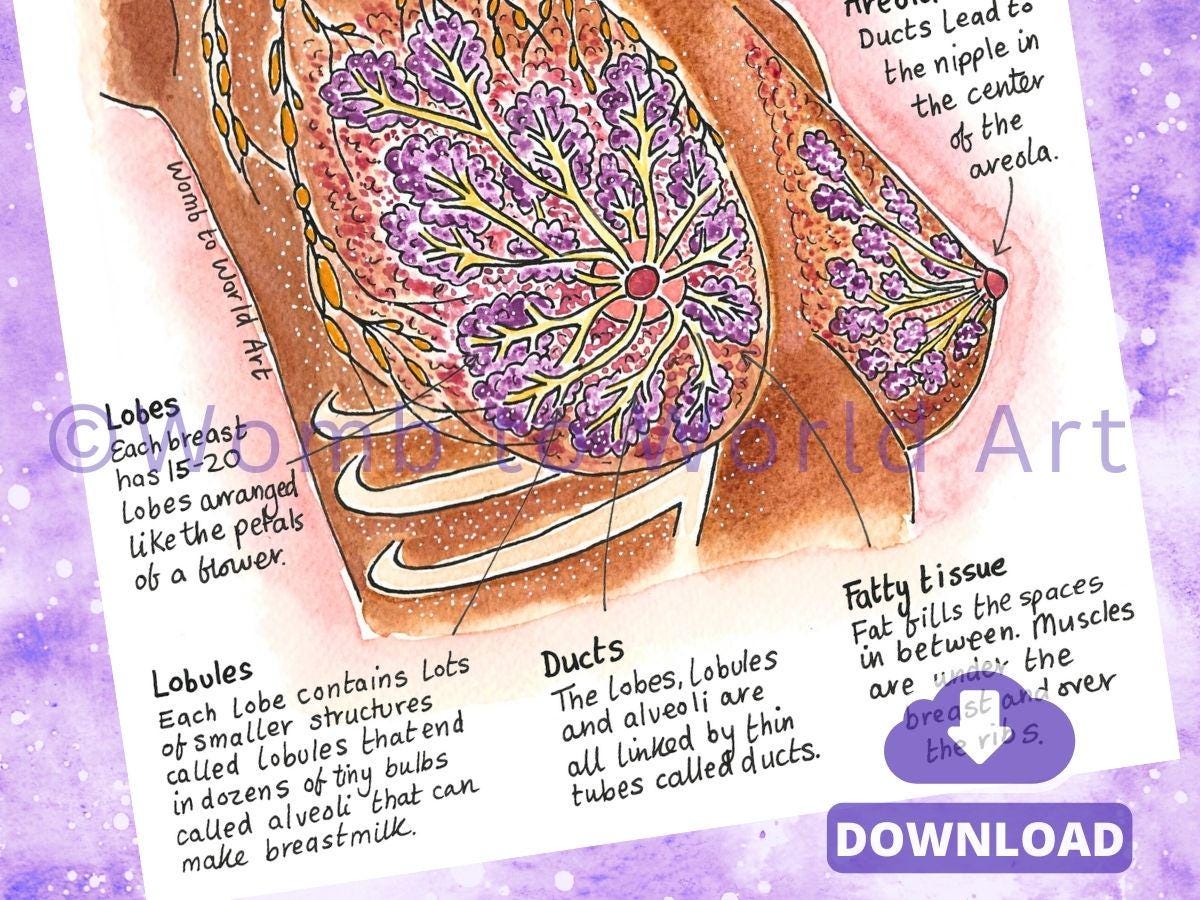 Breast Anatomy Illustrations PDF Download | IBCLC Antenatal Education Breastfeeding Teaching Diagrams Lactation Consultant