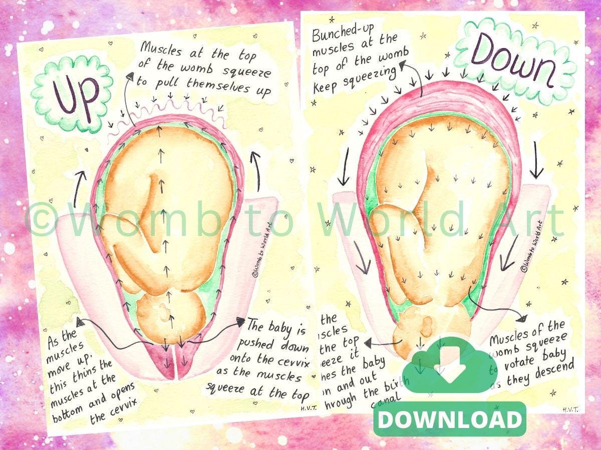 Hypnobirthing Labour Stages Diagrams, Watercolour Womb Illustrations for Doulas to Print (PDF Download)