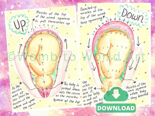 Hypnobirthing Labour Stages Diagrams, Watercolour Womb Illustrations for Doulas to Print (PDF Download)