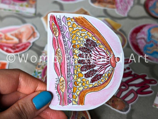 Breast Anatomy Sticker 8cm