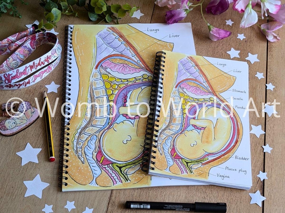 Student midwife notebook with pregnancy anatomy
