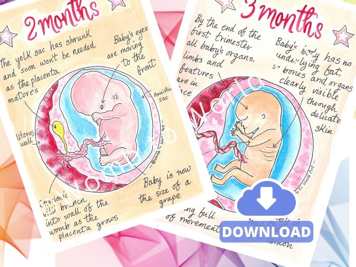 10 Months Pregnancy Illustrations Printouts: Fetal Development Stages Diagrams for Doulas (PDF Download)