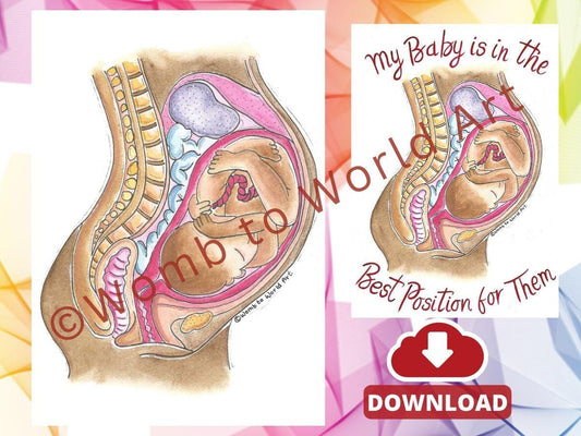 Hypnobirthing Baby's Ideal Position Illustration: LOA Antenatal Tool (PDF Download)