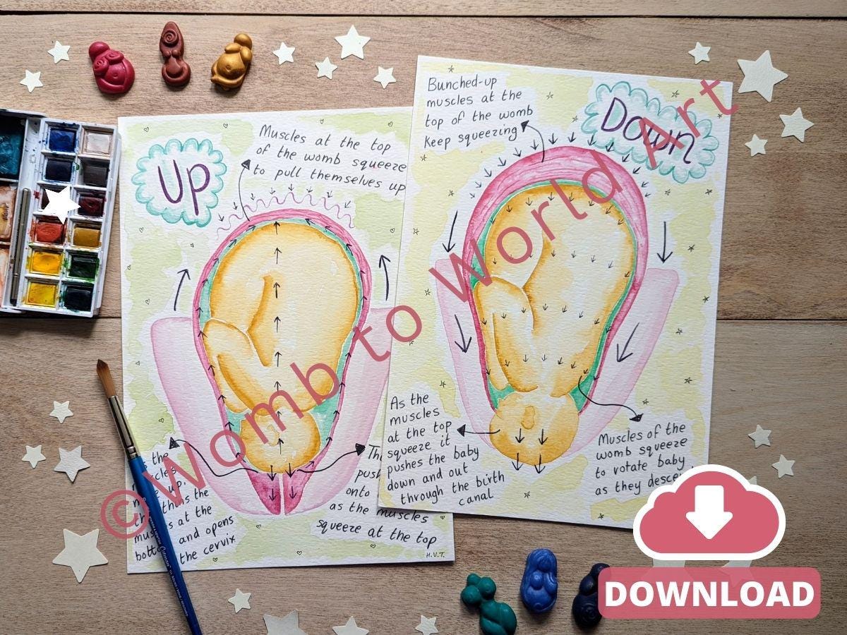 Hypnobirthing Labour Stages Diagrams, Watercolour Womb Illustrations for Doulas to Print (PDF Download)