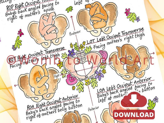 Cephalic Fetal Position Handout: Antenatal Education Prints for Doulas (PDF Download)