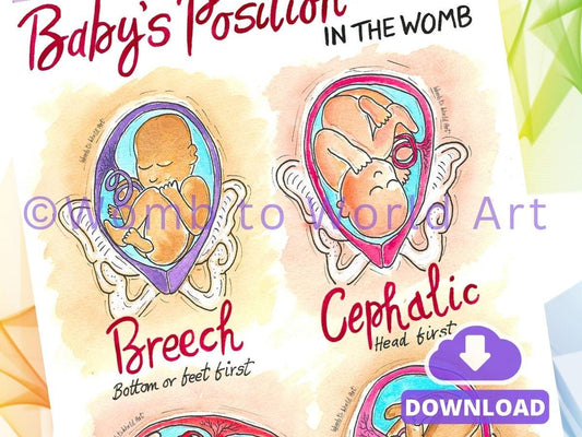 Fetal Baby Womb Positions Print: Antenatal Education Handout (PDF Download)