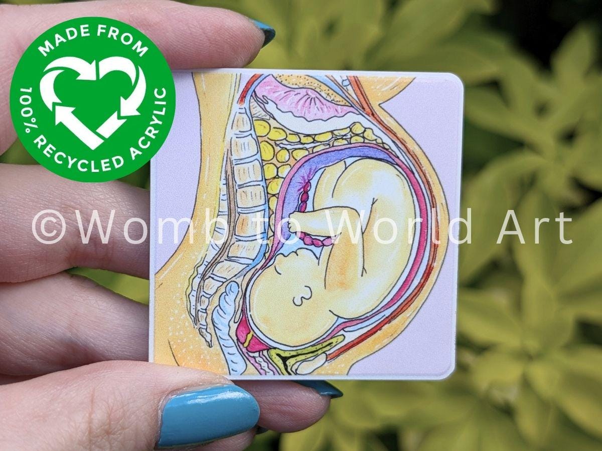 Pregnancy Anatomy Magnet