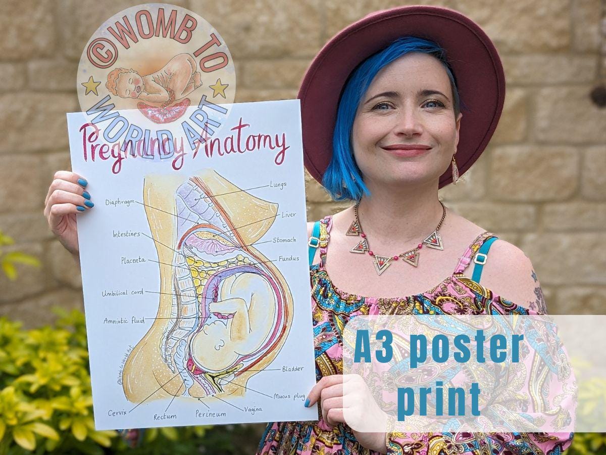 Pregnancy Anatomy A3 Poster Teaching Tool