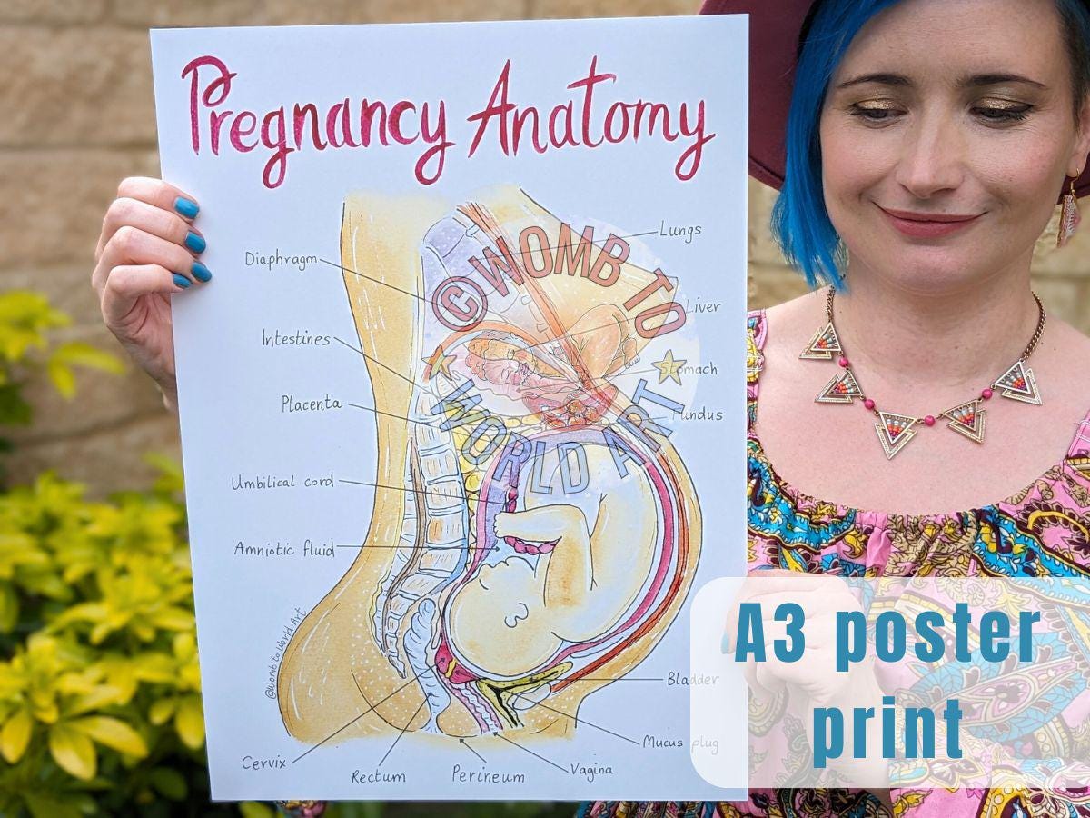 Pregnancy Anatomy A3 Poster Teaching Tool