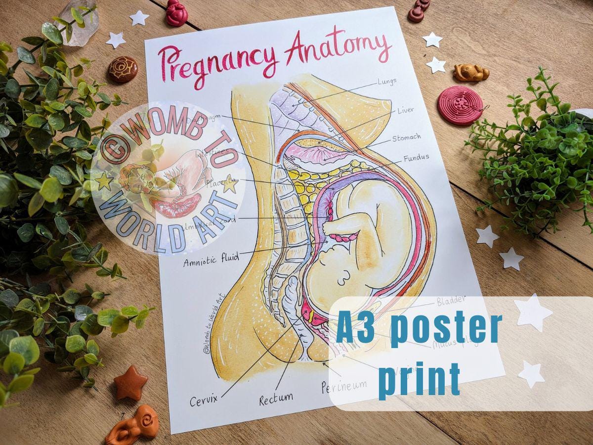 Pregnancy Anatomy A3 Poster Teaching Tool