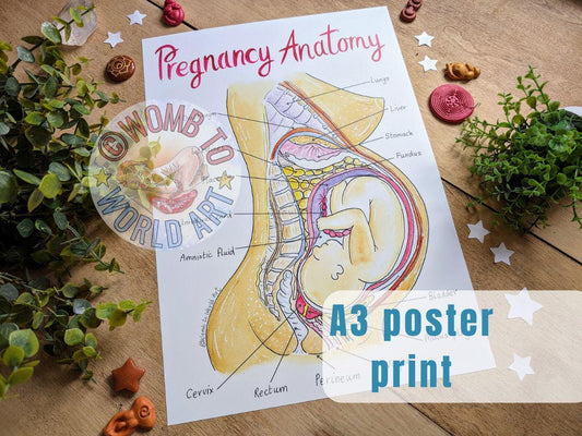 Pregnancy Anatomy A3 Poster Teaching Tool
