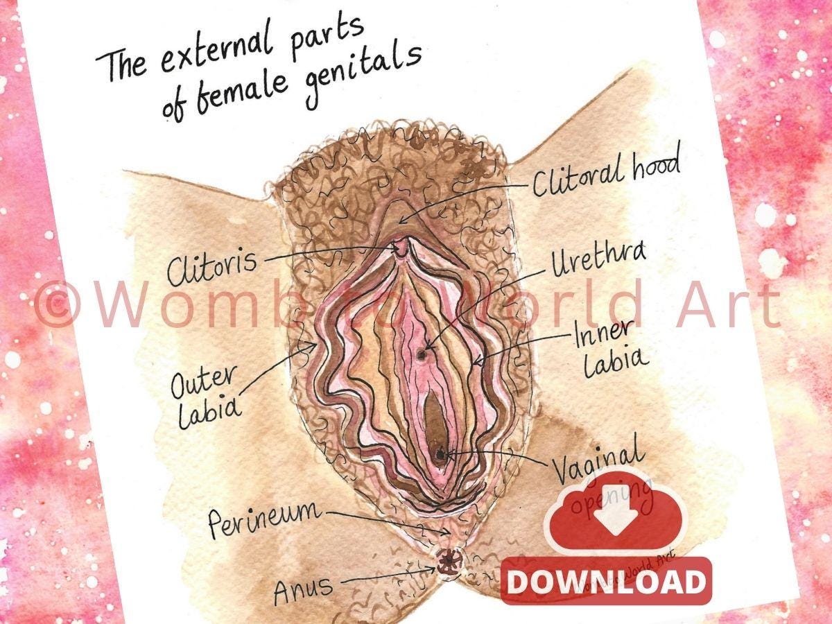 Vulva Anatomy Diagram PDF | Labour Birth Education Class Activity | Doula Downloads | Midwife | Birthworker | Antenatal | Women's Health
